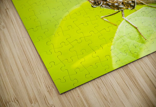 Tropical exotics Jorgo puzzle