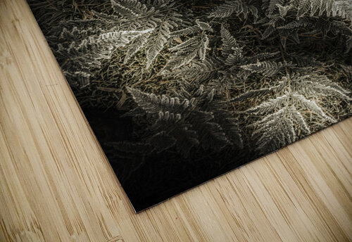 Frost ferns Jorgo puzzle