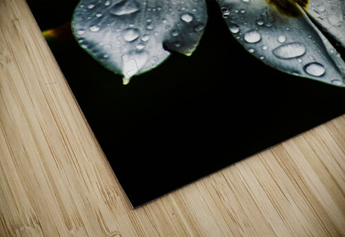 Tropical Iris Jorgo puzzle