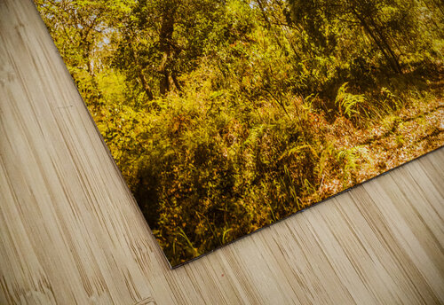 Queensland Wy. Jorgo puzzle