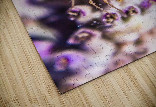 Jumping Spider Jorgo puzzle