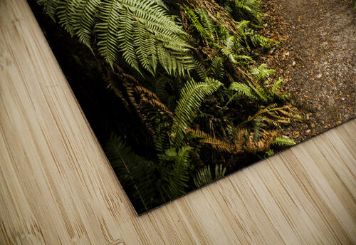 Lush green Tasmanian forest trail in Strahan Jorgo puzzle