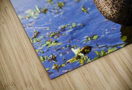 Pond Duck Jorgo puzzle
