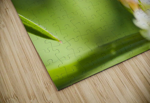 Honey Bee On Clover Flower Jorgo puzzle