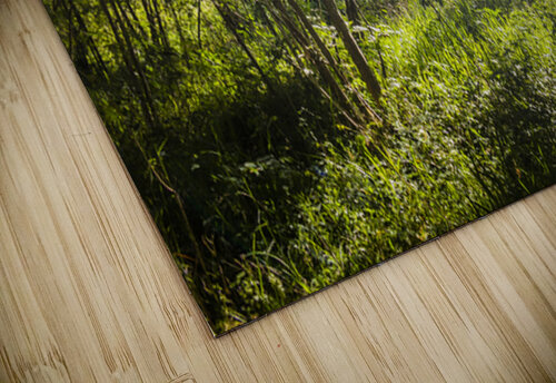 Green Wilds Jorgo puzzle