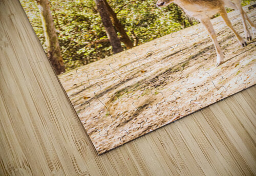 Deer Exploring A Sunlit Forest Field Jorgo puzzle