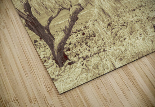 Casuarina Antiquity Jorgo puzzle