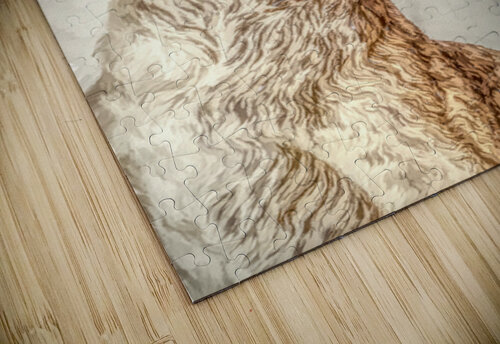 Golden Kangaroo Jorgo puzzle