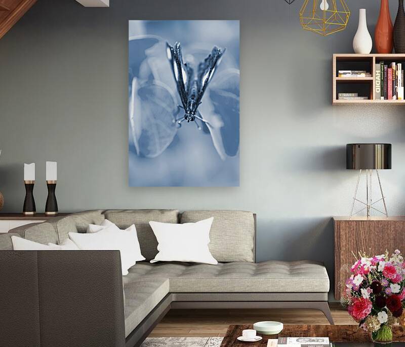 Blue spring Reproduction