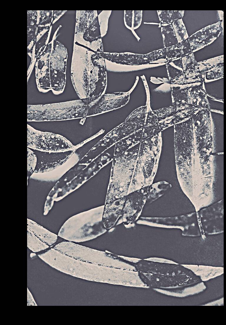 Abstract design tree leaves background Reproduction