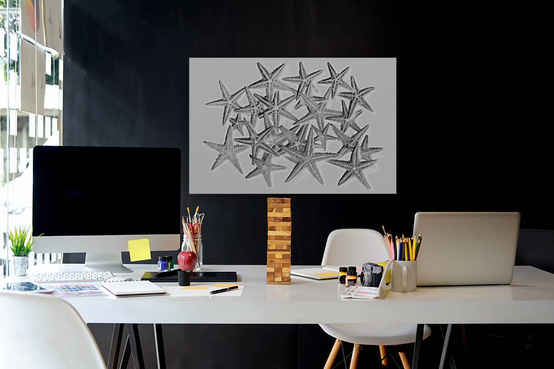 Sea staring Reproduction