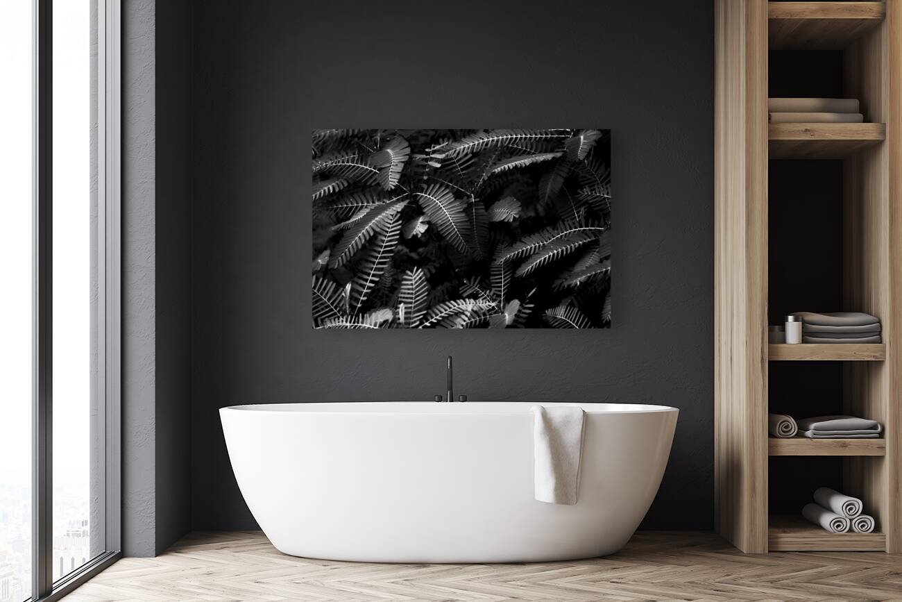 Ferns by the river Reproduction