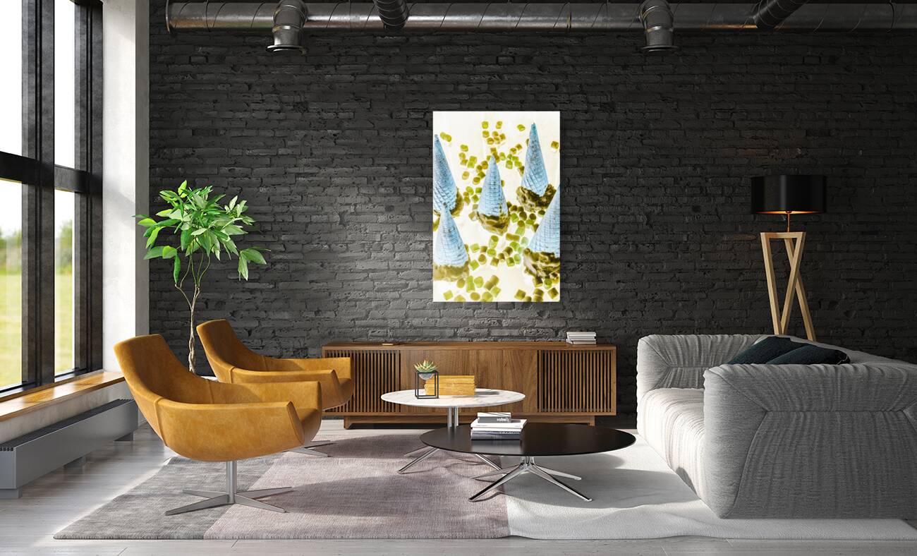 Summer inversion Reproduction