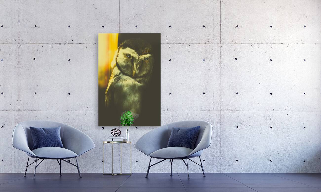 Night owl Reproduction