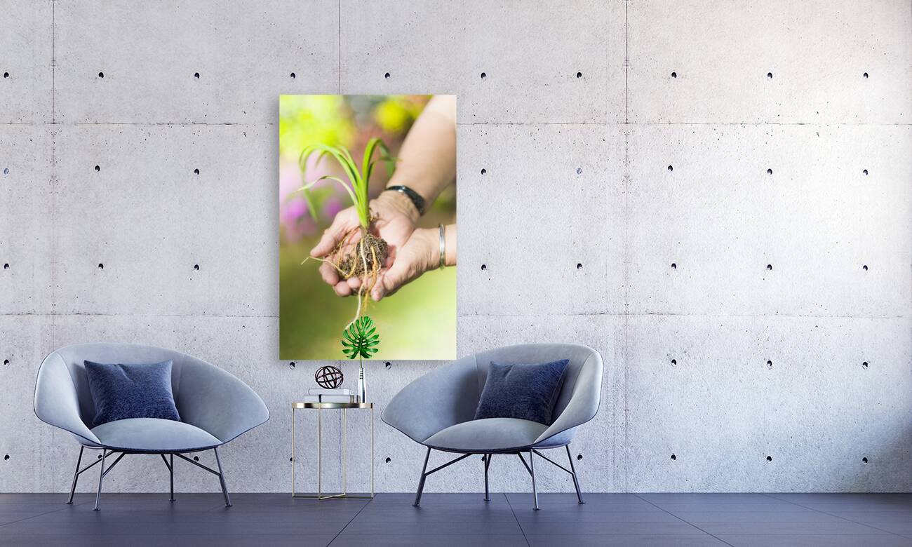 Hands Holding Plant Reproduction