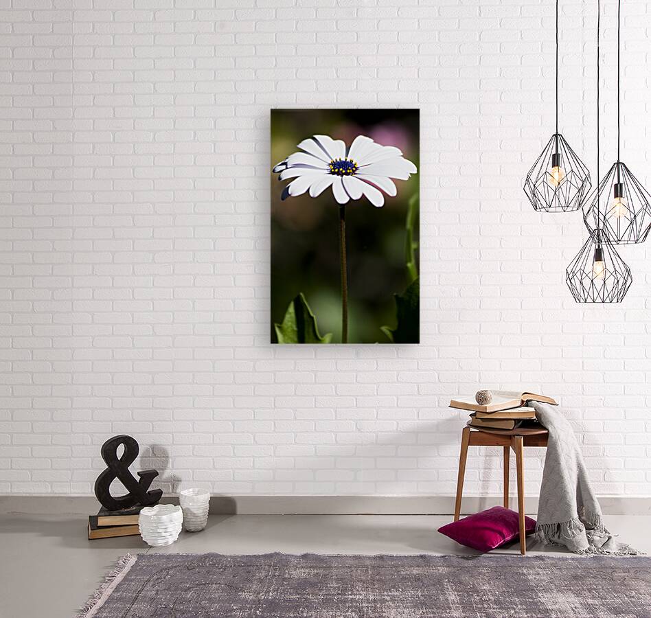 Purple Daisy Reproduction