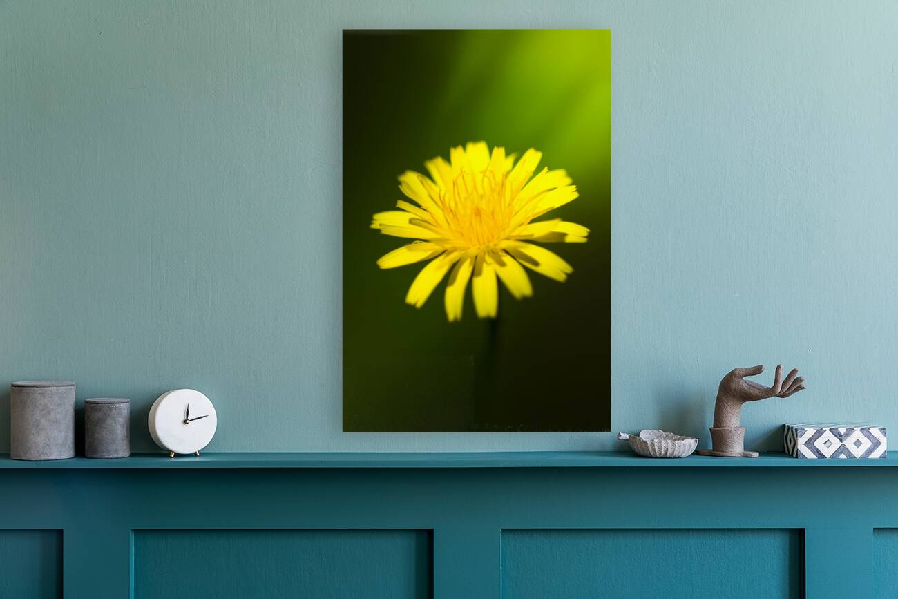 Dandelion Flower Reproduction