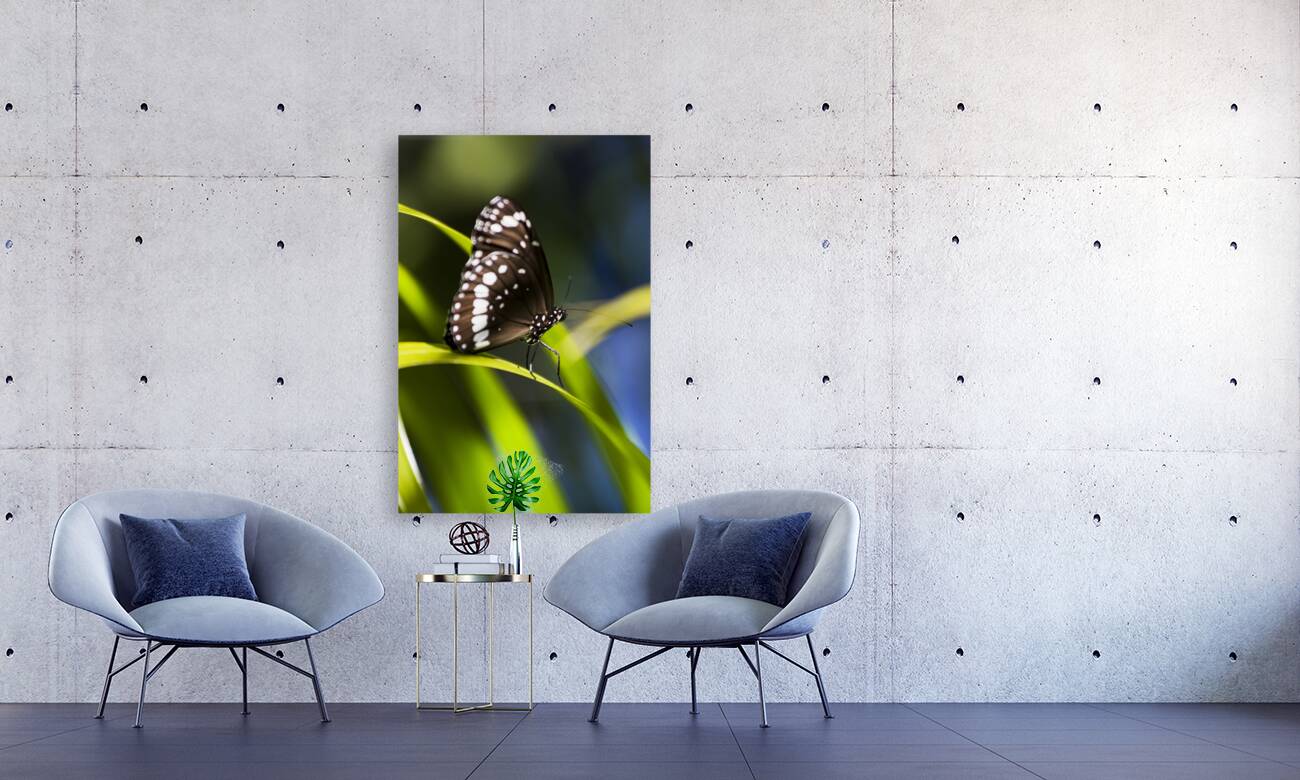 Tropical Butterfly Reproduction