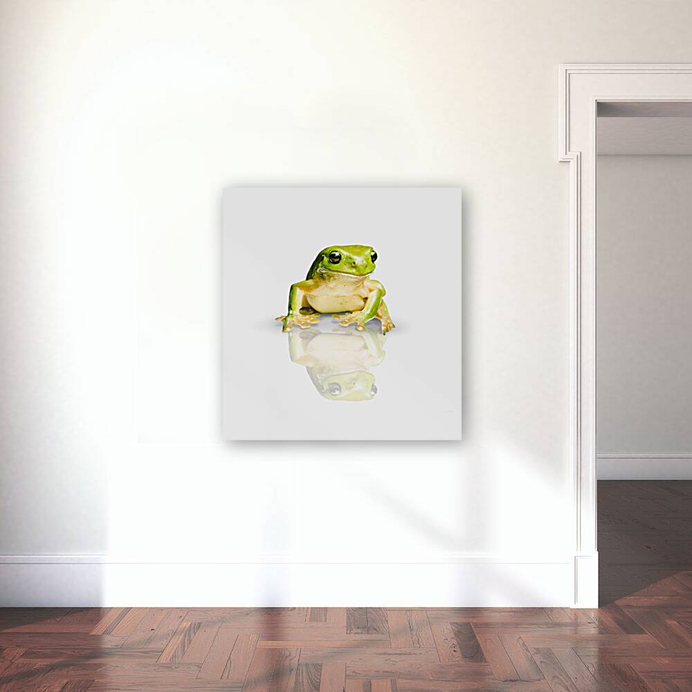 Green Tree Frog Reproduction