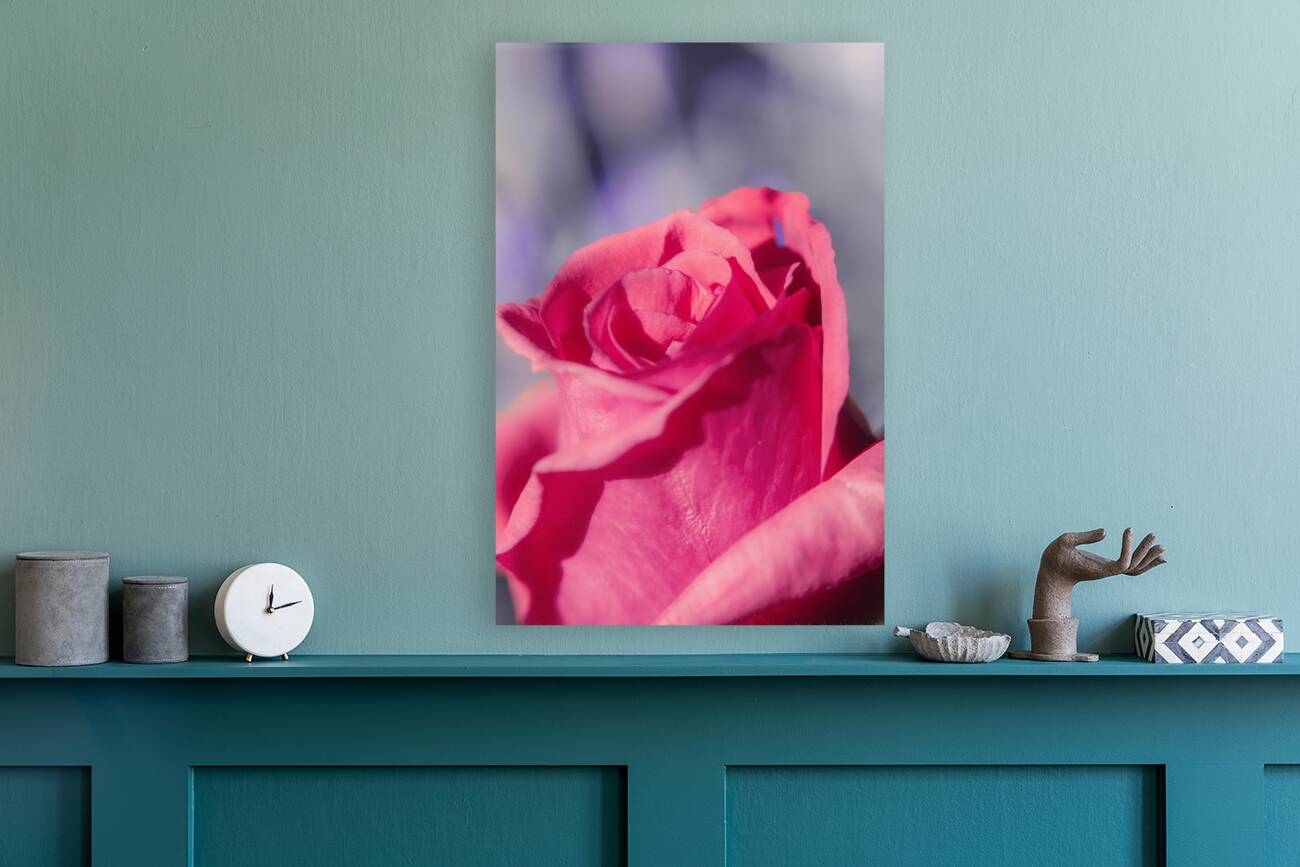 Rosy romantics Reproduction