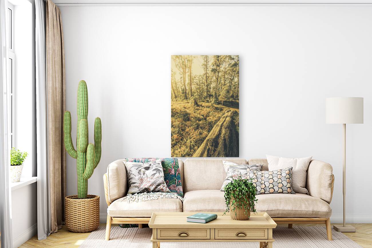 Tasmanian forest sunrise Reproduction