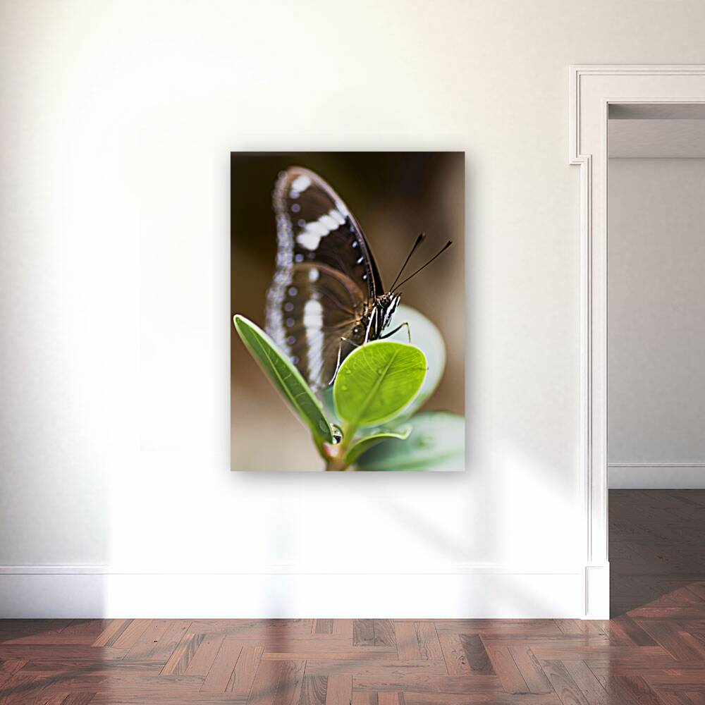 Beautiful Butterfly Reproduction