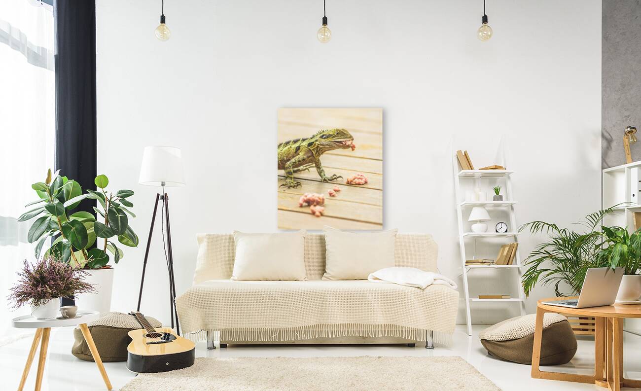 Australian water dragon Reproduction