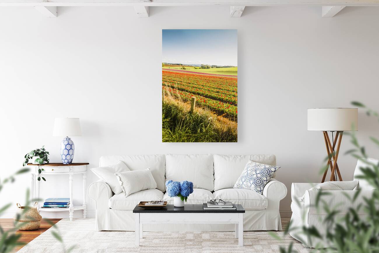 Wynyard Tulips Reproduction