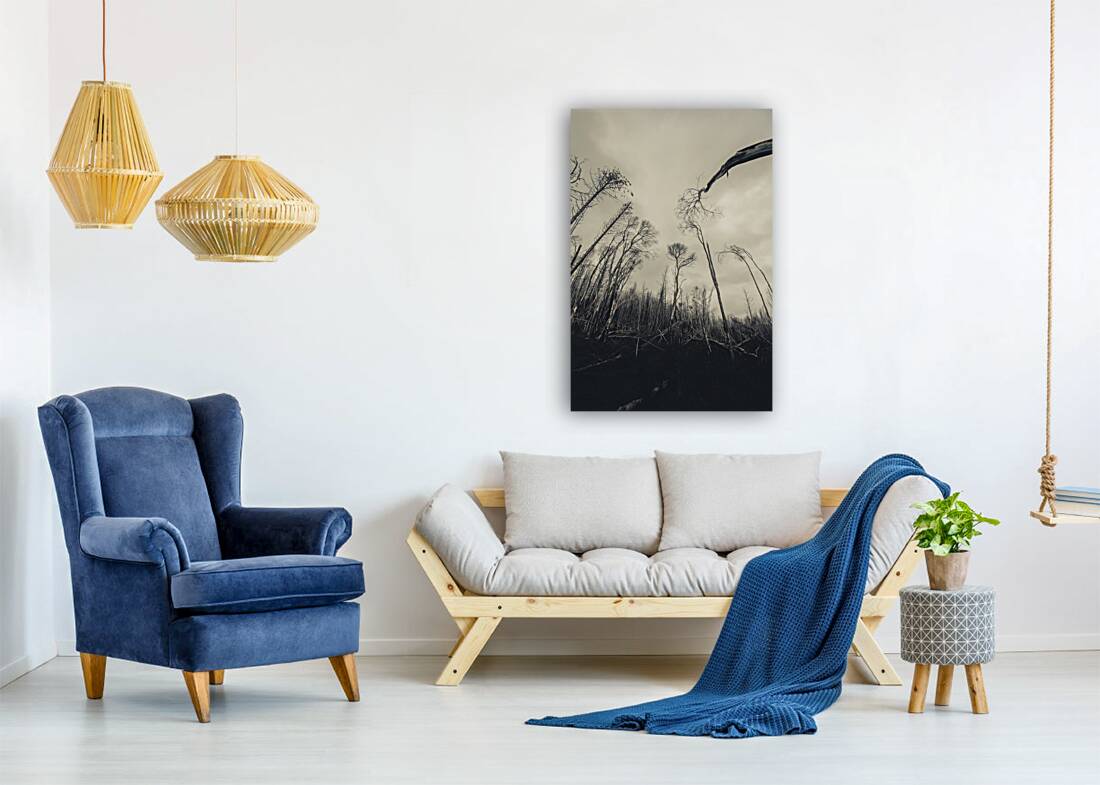 Grey winds bellow  Reproduction