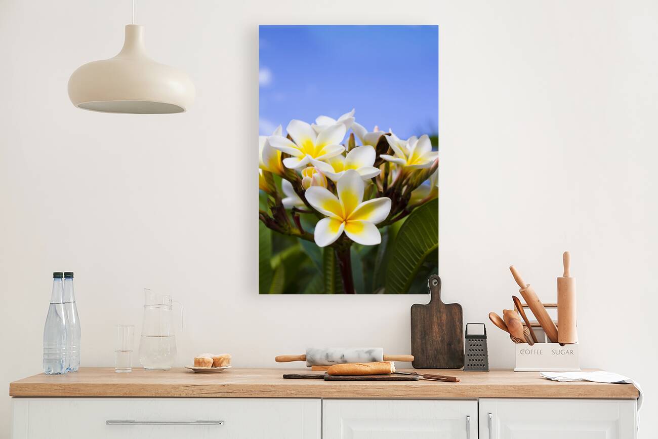 Beautiful white frangipani flowers Reproduction