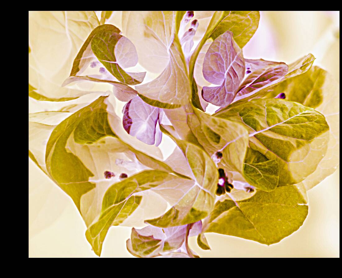 Pastel inverse Reproduction