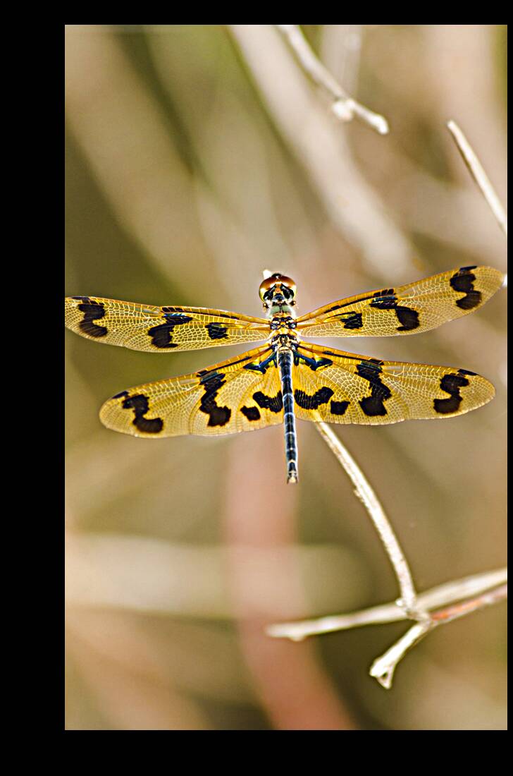 Wooded dragonfly Reproduction