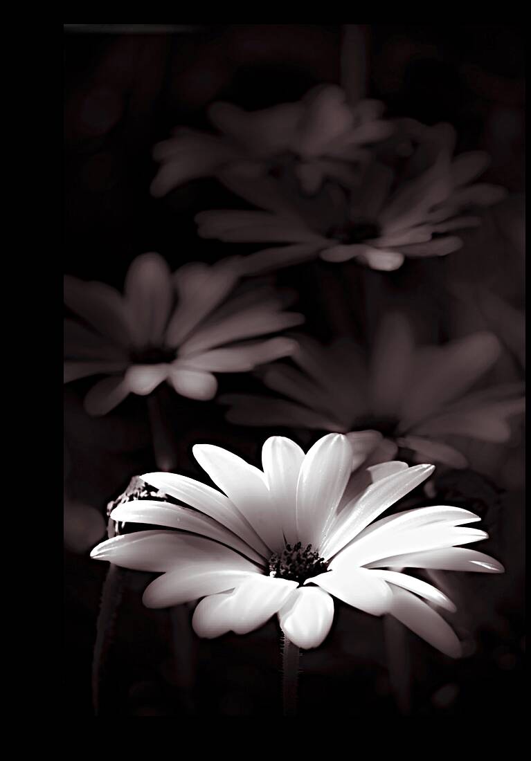 Field Of Daisies Reproduction