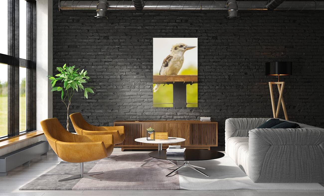 Australian Kookaburra Reproduction