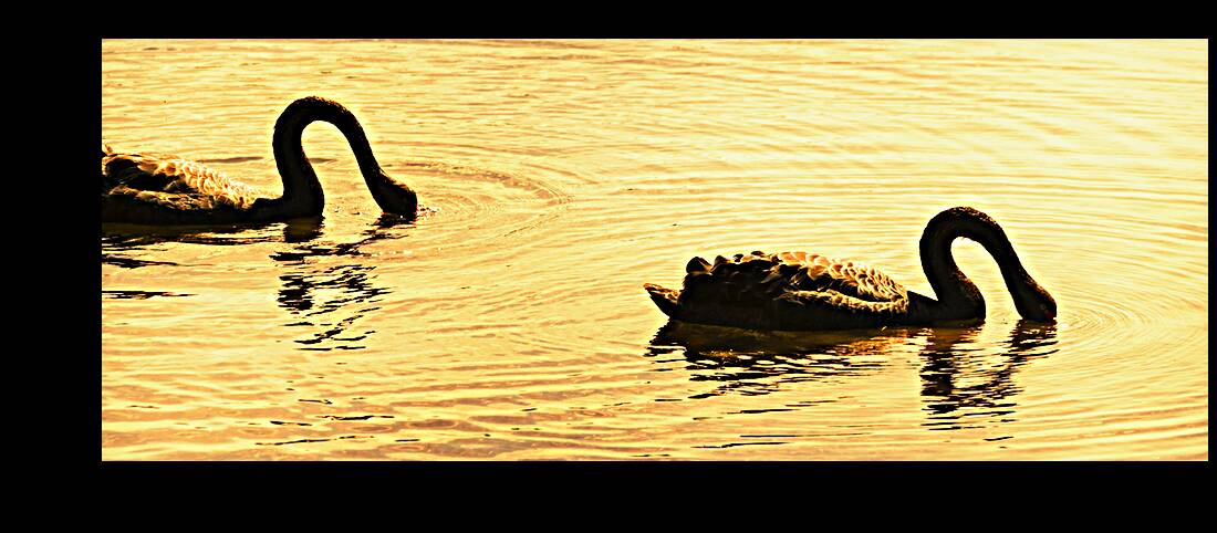 Duck Duck Swan Reproduction