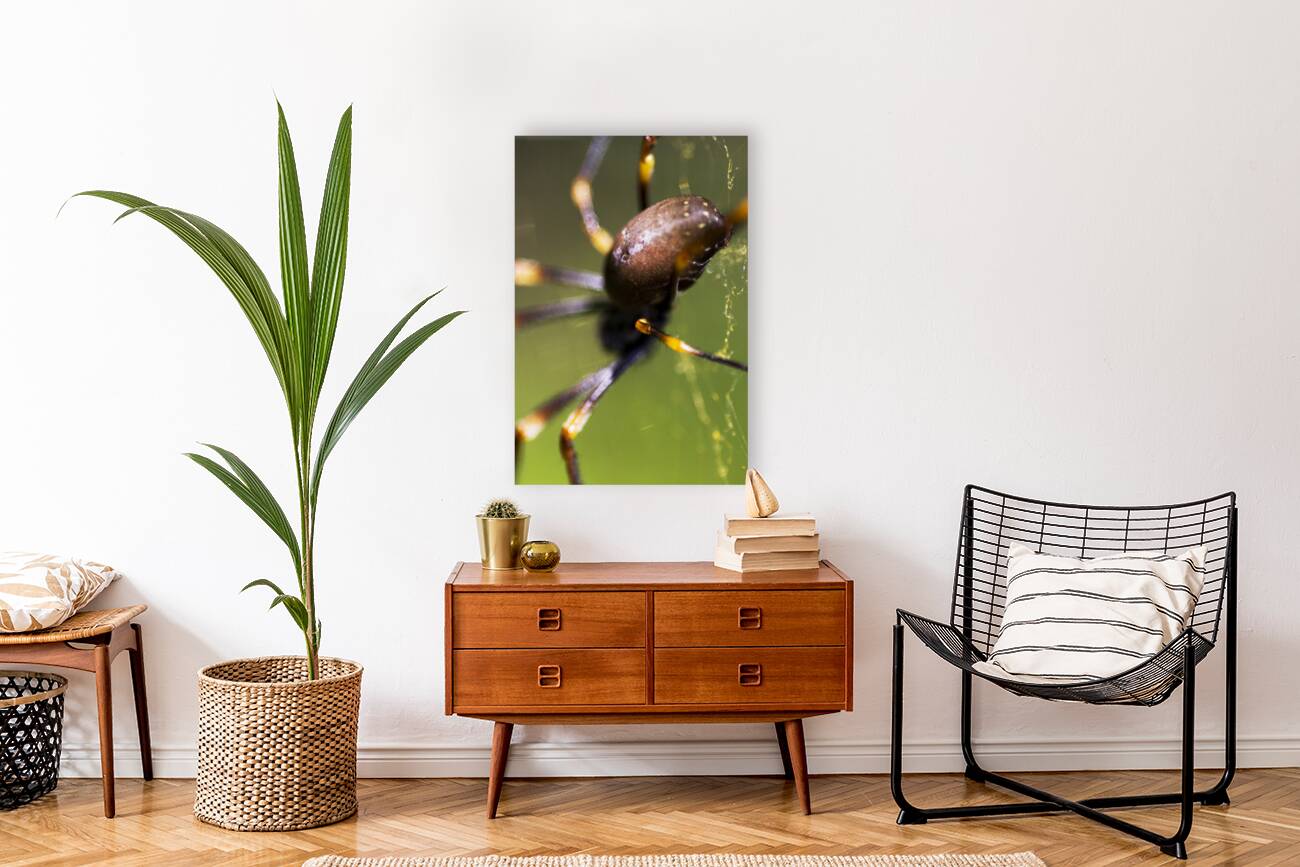 Golden Orb Spider Reproduction