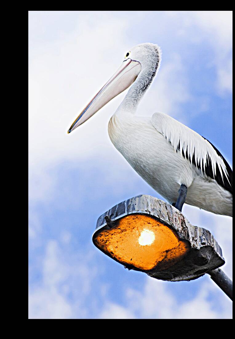 Looking To The Future Reproduction