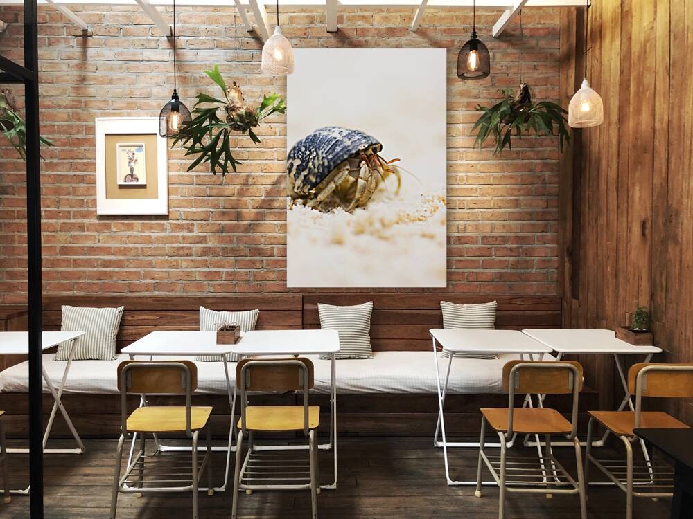 Harry Hermit Crab Reproduction