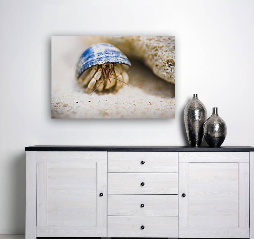 Hiding Hermit Crab Reproduction