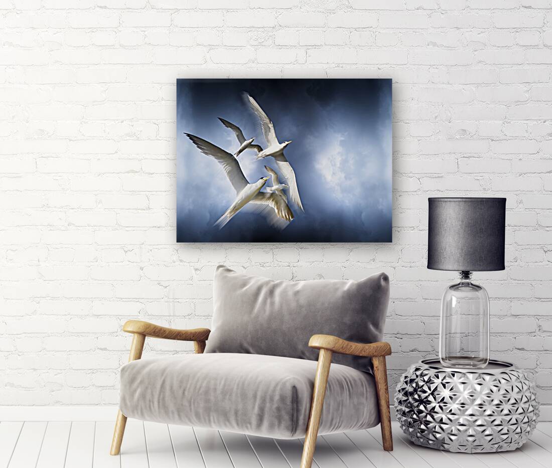 Freedom Reproduction