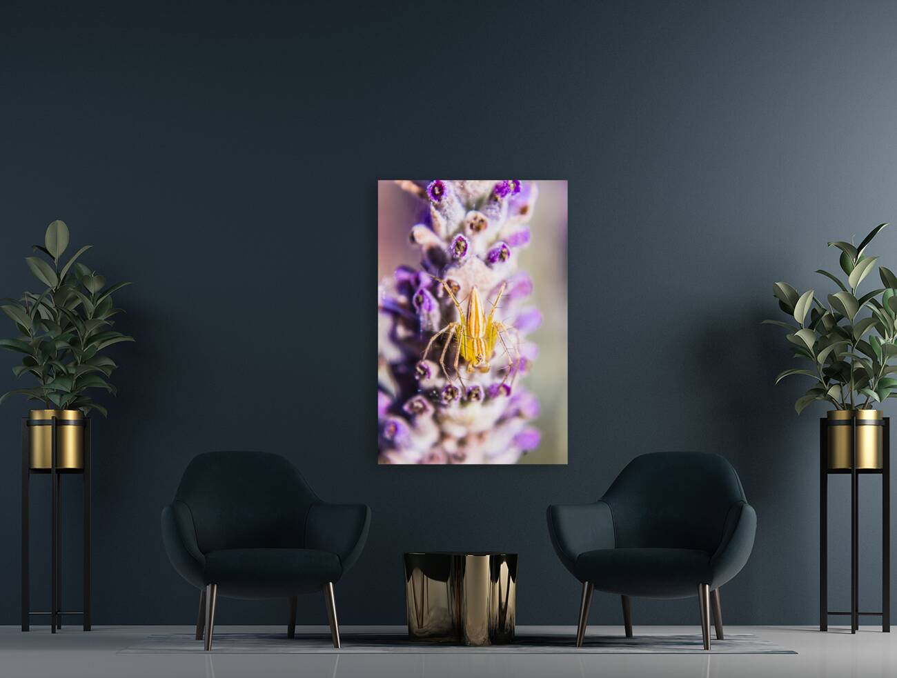 Jumping Spider Reproduction