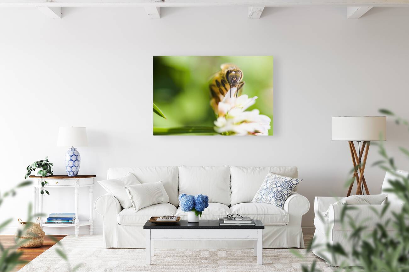 Honey Bee On Clover Flower Reproduction