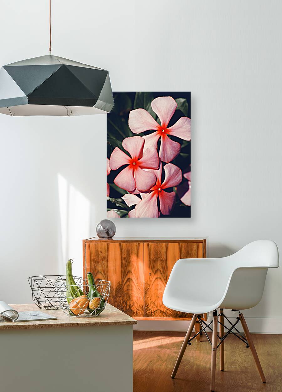 Flowering Pink Periwinkle Reproduction