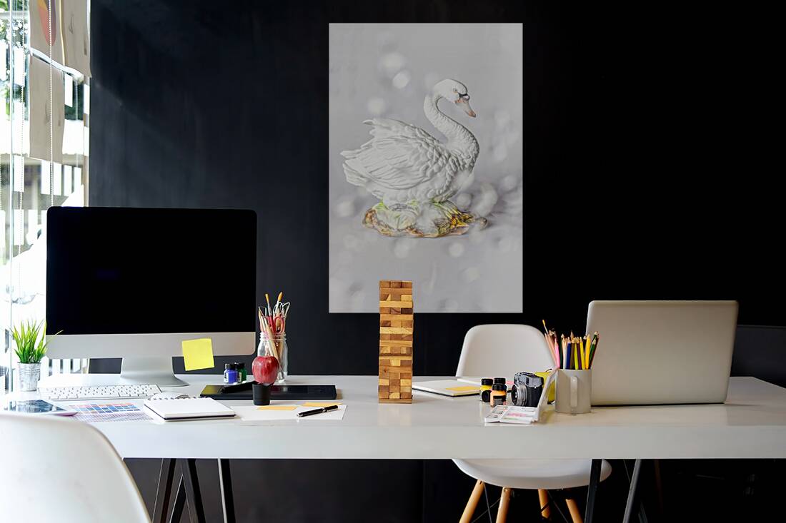 White swan Reproduction