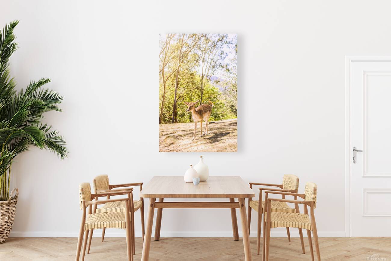 Deer Exploring A Sunlit Forest Field Reproduction