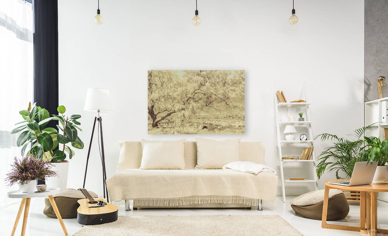 Casuarina Antiquity Reproduction