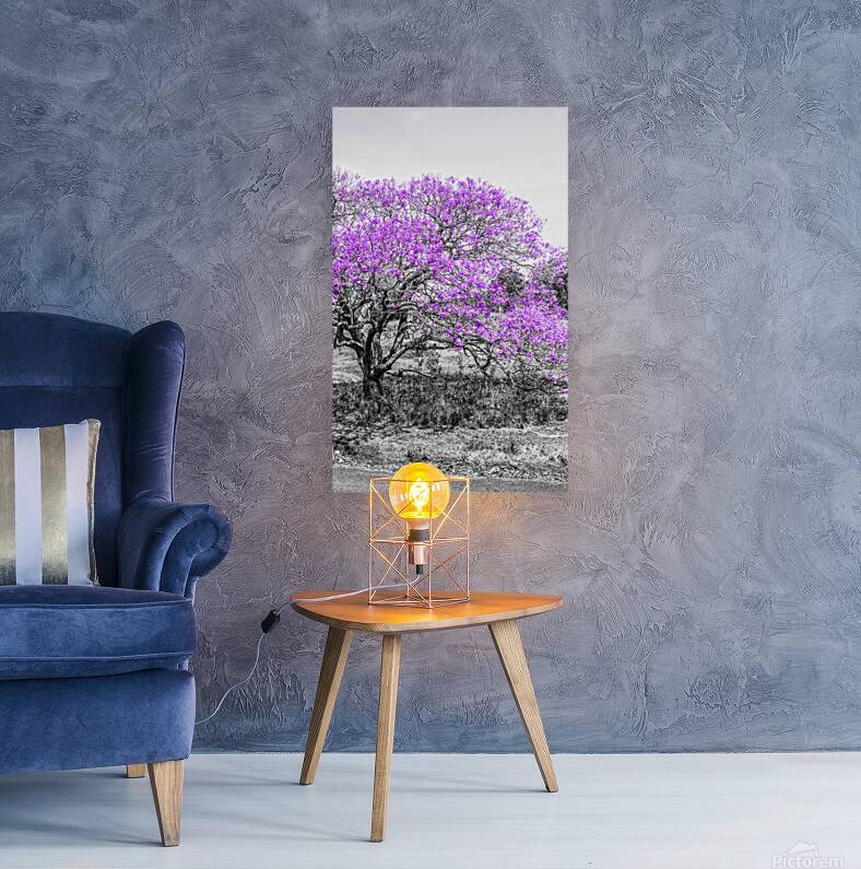 Jacaranda Hues Reproduction