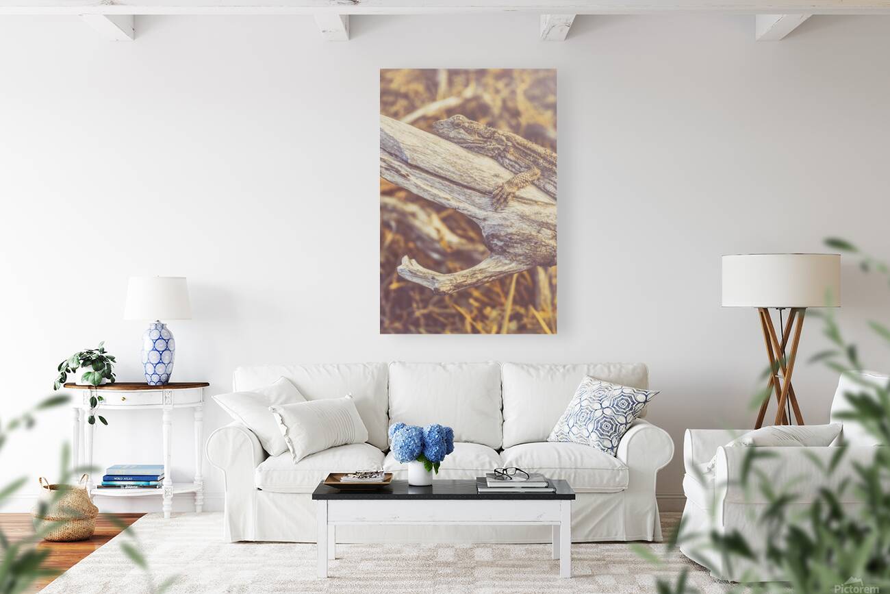 Outback Afternoons Reproduction