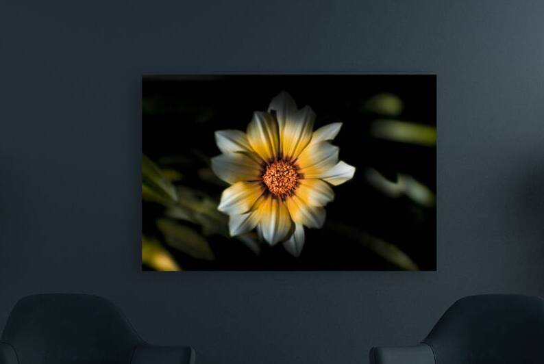 Dark Daisy Flower by Jorgo