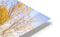 Autumn Drive HD Metal print